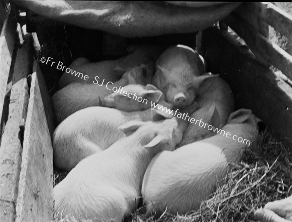 PIGS AT WHIT SATURDAY FAIR